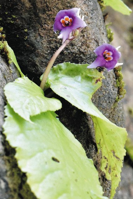 紫色の花 イワタバコが見ごろ 紀北の赤羽川沿い 中日新聞web