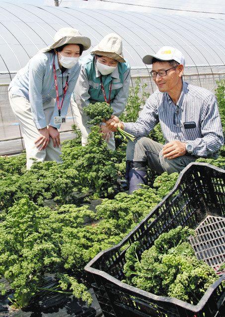 農の挑戦 パセリ栽培で就農促進 中日新聞しずおかweb 農の挑戦 パセリ栽培で就農促進 中日新聞しずおかweb