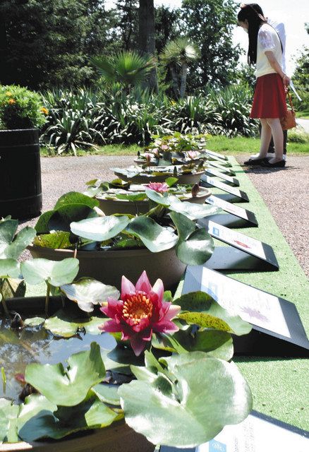 水辺の妖精見ごろ 県中央植物園 北陸中日新聞web