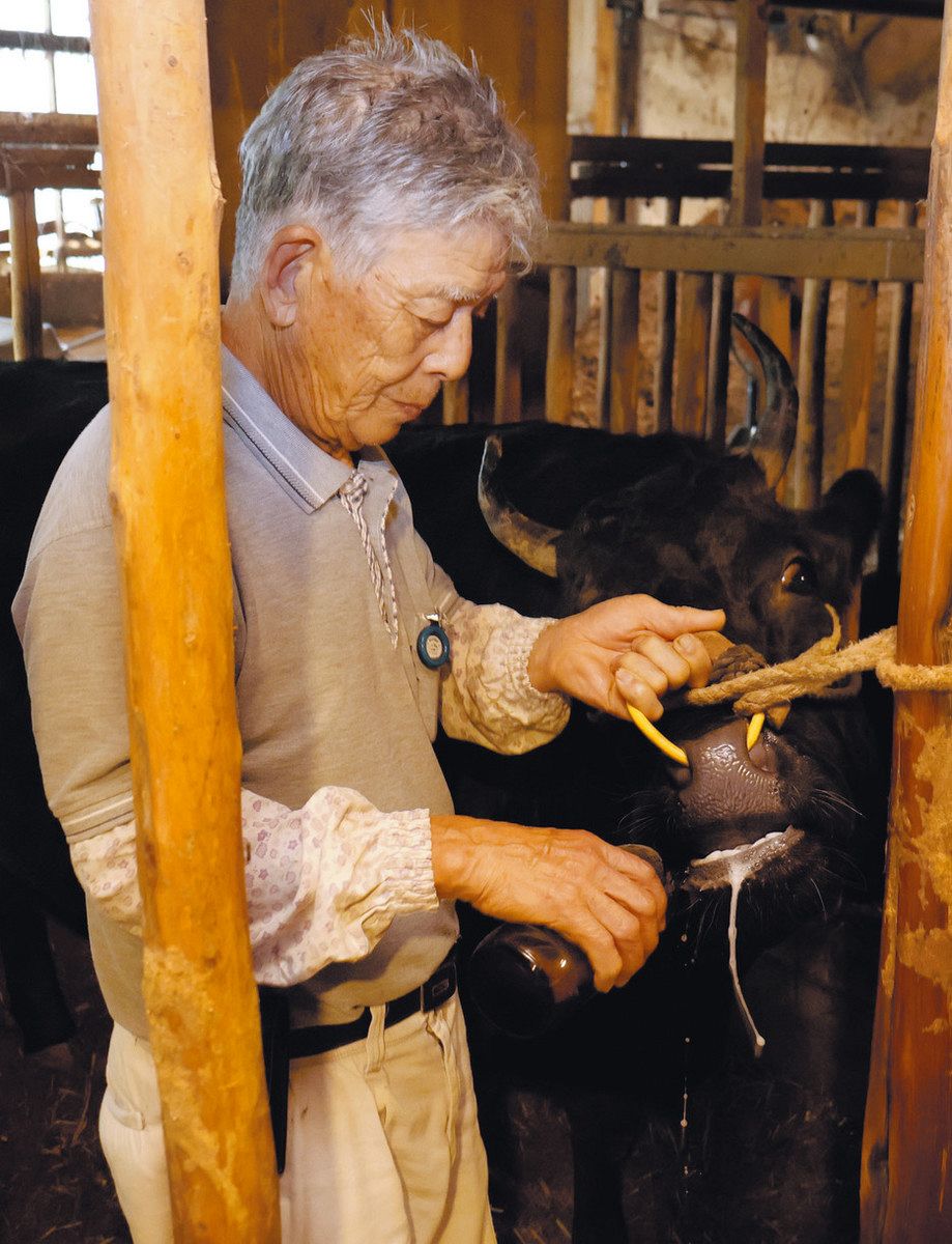 暑さの影響で食欲が低下した牛にビールを飲ませる森本武治さん＝松阪市飯南町深野で

