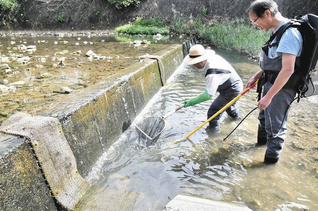 芝マット（手前左）近くでのウナギの生息状況を調べる鈴木基生研究科長（右）ら＝浜松市北区引佐町で 