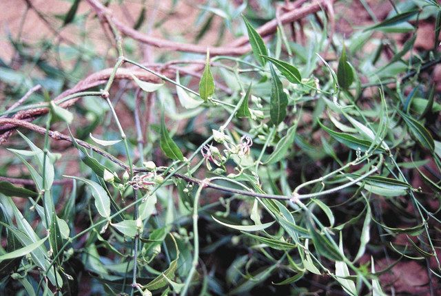 ペリプロシンを抽出したキョウチクトウ科の植物＝高知県立牧野植物園提供
