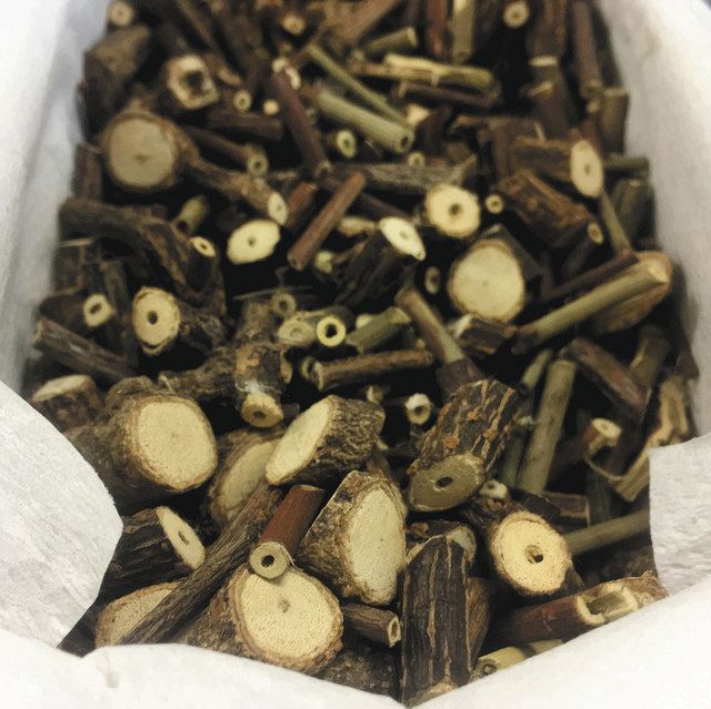 キョウチクトウ科の植物の茎を乾燥させた試料＝名市大提供
