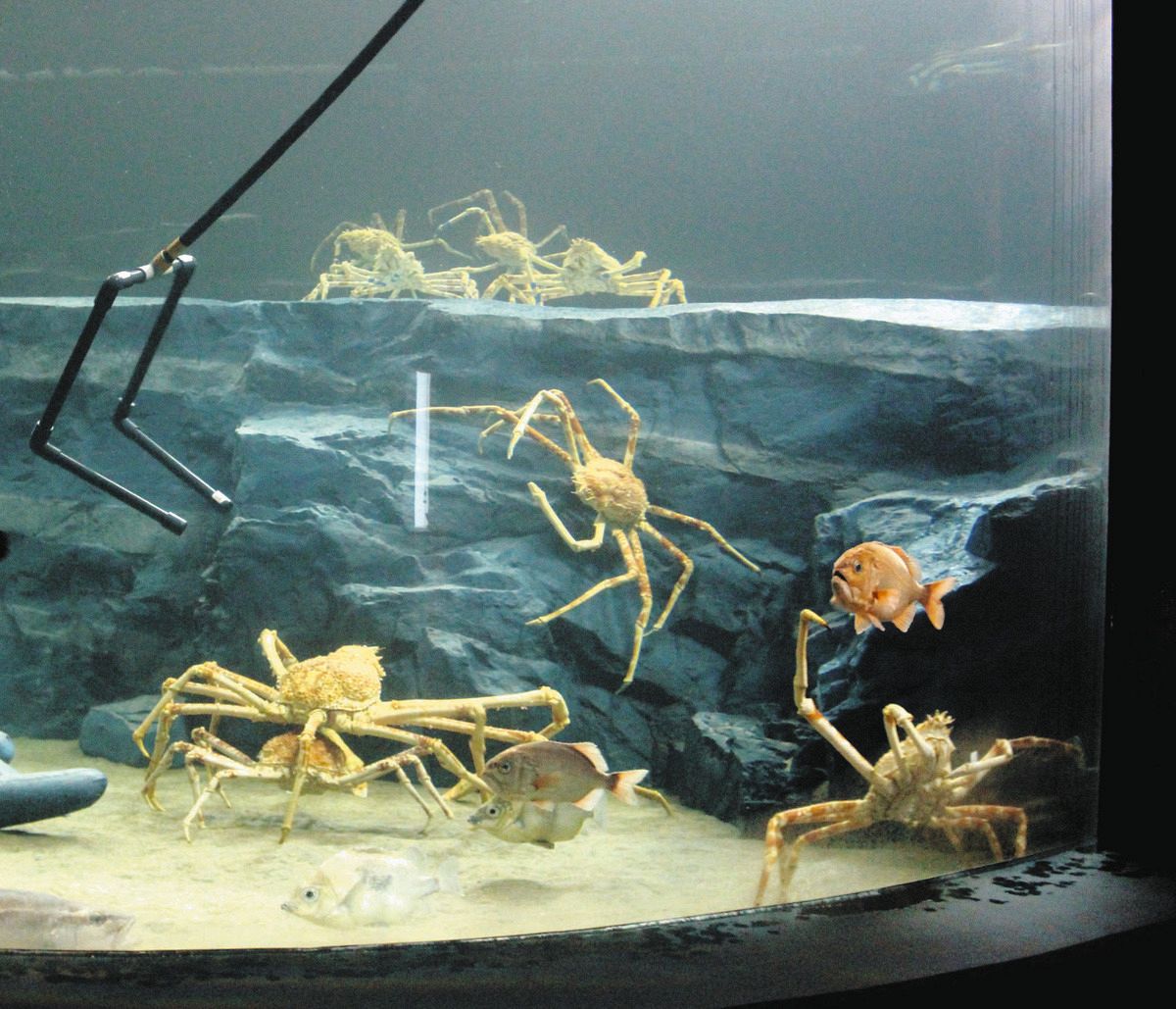 新館新築の竹島水族館、タカアシガニが巨大水槽へお引っ越し 12日