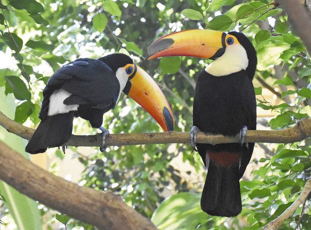 珍鳥カップル 両方ともメスでした 繁殖５年 札幌の動物園 中日新聞web