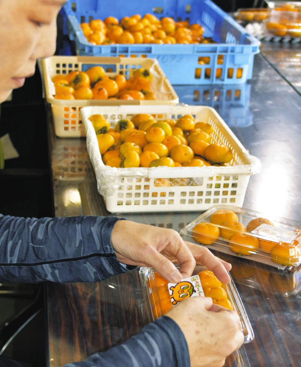 かつてない甘さ、味わって 本巣で希少柿「ベビーパーシモン」出荷：中