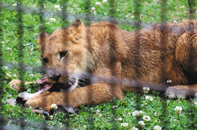 大迫力 骨皮付きシカ肉をガブリ のんほいパーク ライオンに給餌 中日新聞web