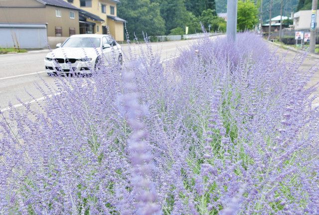 夏の紫 爽やかに香る ロシアンセージ 北陸中日新聞web