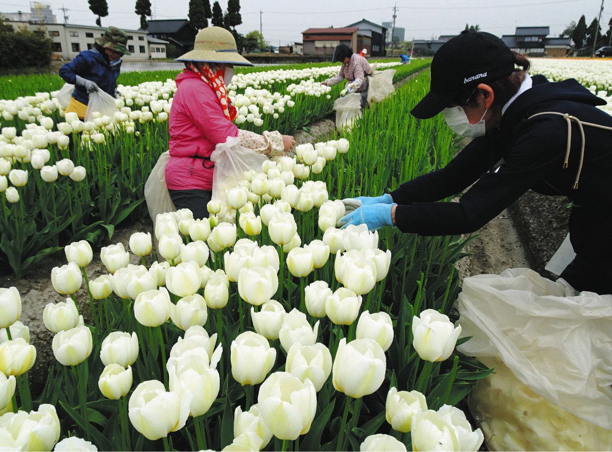 援農ボランティアがチューリップ花摘み ＪＡ高岡など公募：北陸中日新聞Web