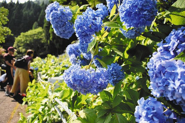 アジサイ１０万本 夏に映え 板取で見頃 中日新聞web