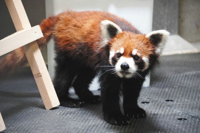 レッサーパンダ２世できるかな 東山動植物園に雌 れいか 来園 中日新聞web