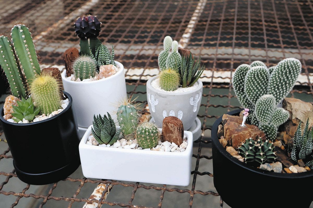 まるでジオラマ！？サボテン寄せ植え 春日井の農園や催しで講座が人気