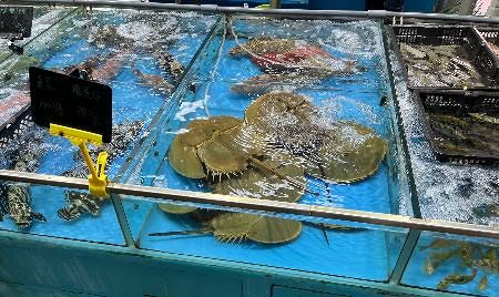 東南アジア産　カブトガニ 東南アジア産 カブトガニ カブトガニ｜2億年前から変わらぬ姿の