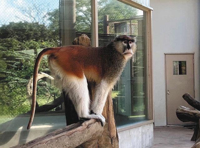 パタスザル ソウスケ が仲間入り 豊橋 のんほいパーク 中日新聞web