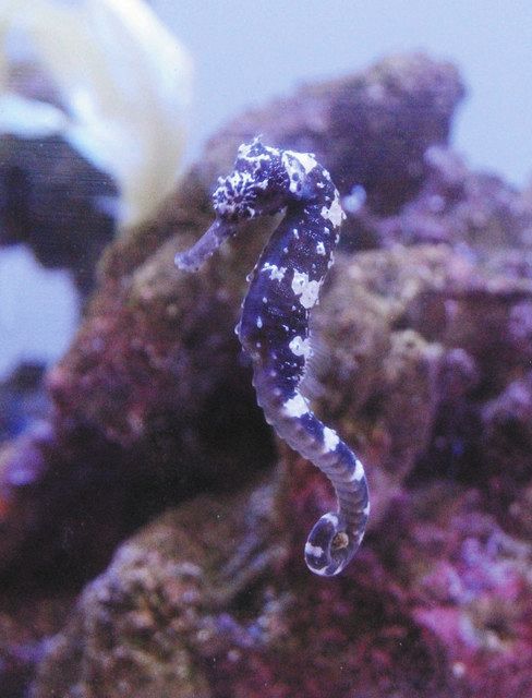 違う姿 間近で 伊勢シーパラダイスの新エリア 中日新聞web
