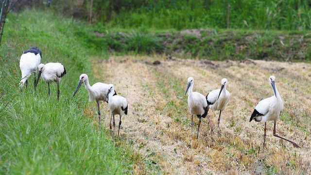 コウノトリが16羽大集合 越前市黒川の田んぼで餌ついばむ：中日新聞Web