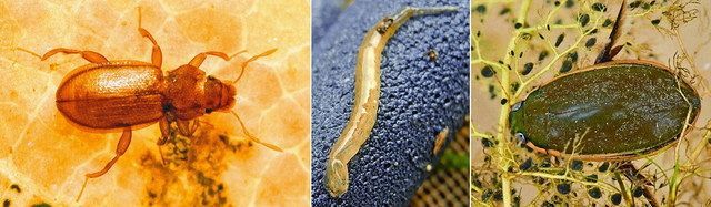 寒さに弱く 県内定着せず？ コガタノゲンゴロウ：北陸中日新聞Web