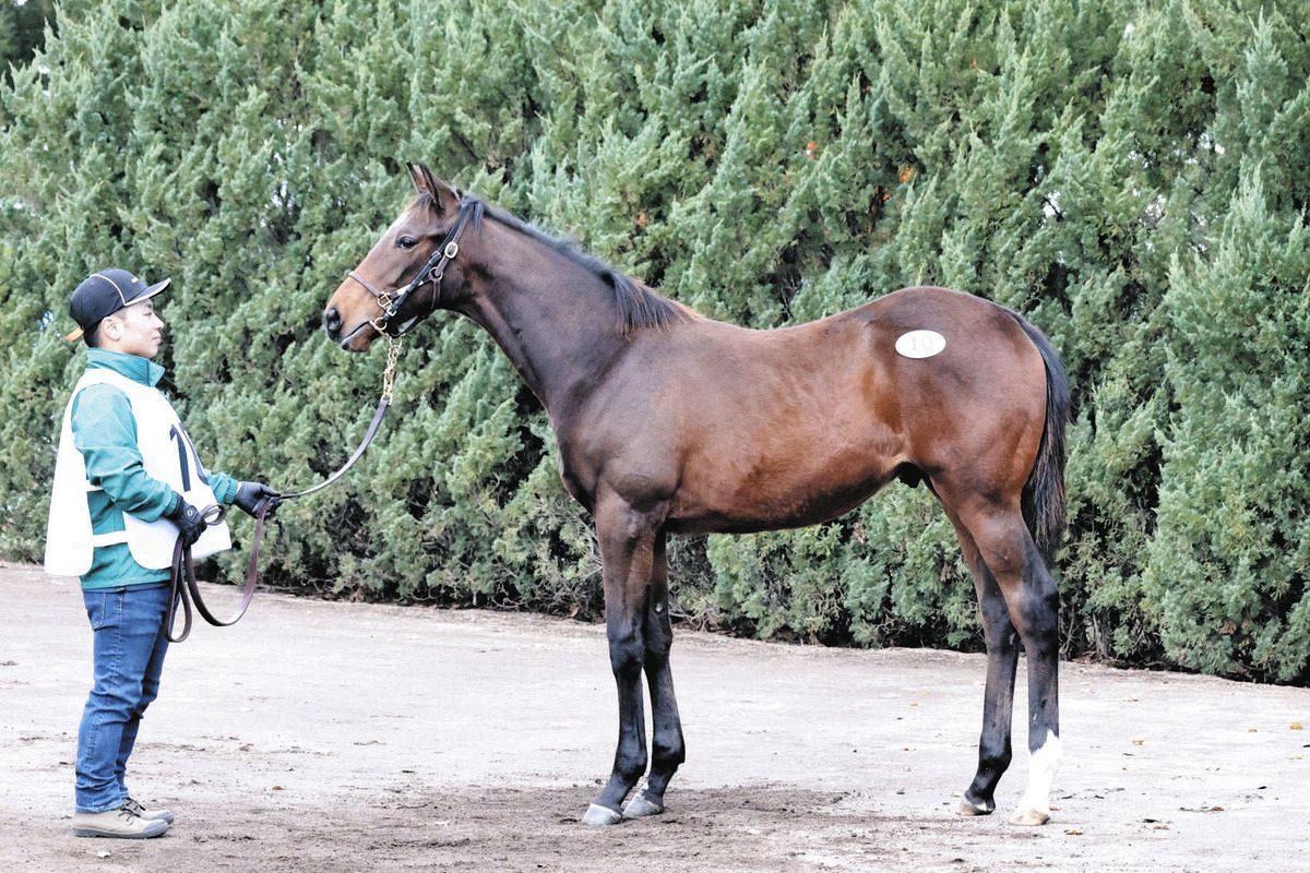 ノーザンファームミックスセールが開催、1億円以上の取引馬は9頭 総