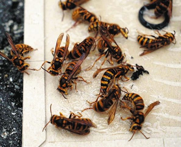 スズメバチ「手で振り払わないで」繁殖期は攻撃的に トレラン出場の