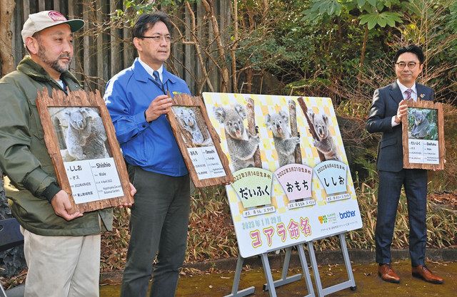 コアラ守り抜く、決意の命名 東山の3頭、だいふく・おもち・ししお