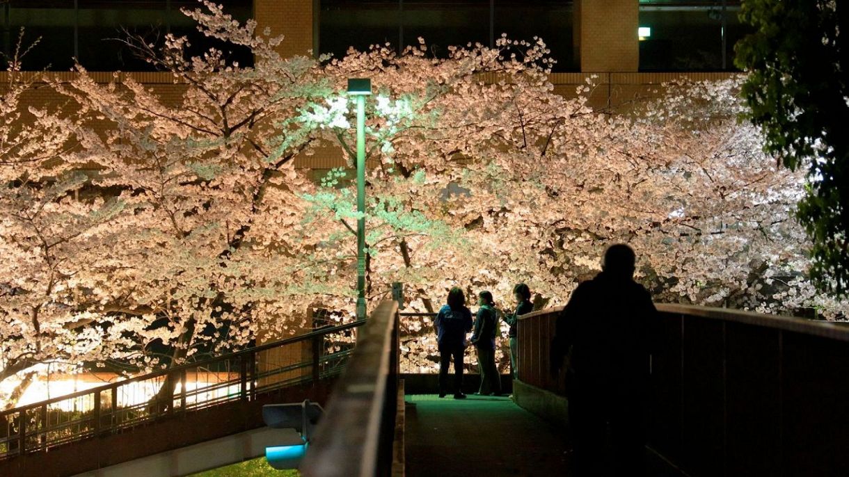 各地の夜空を彩る桜 名古屋城、東山動植物園、大津の三井寺…：中日新聞Web
