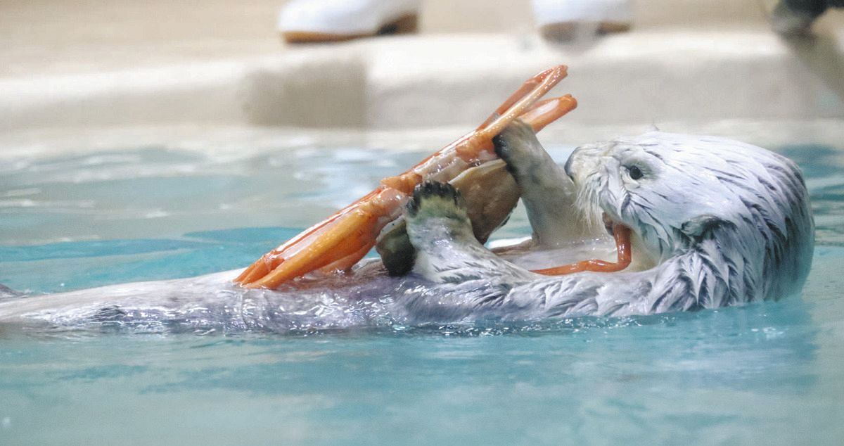 た*ま様 最安値　鳥羽水族館　メイセット(レア+ノーマル) メイ、誕生日おめでとう、元気いっぱい長生きしてね 鳥羽水族館で