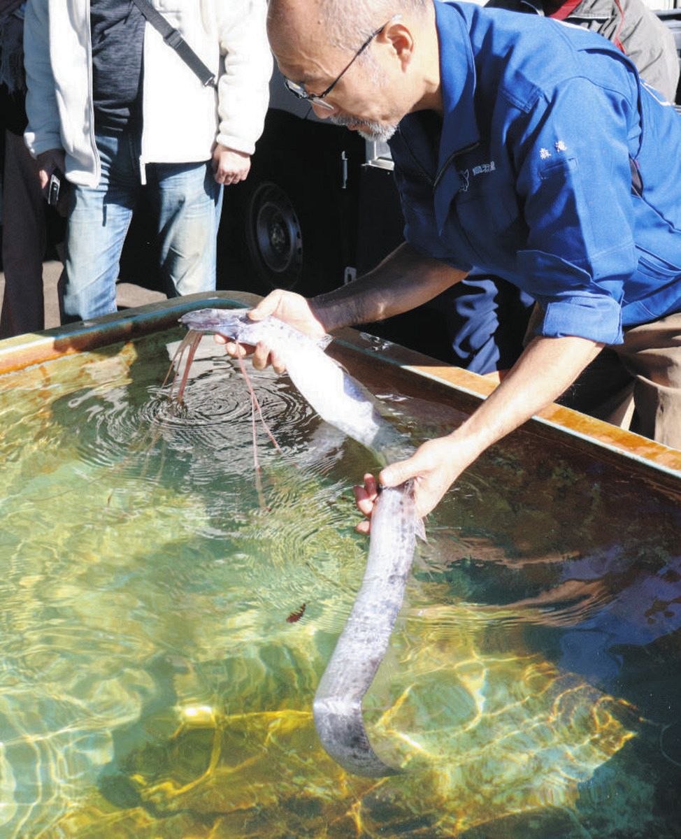 漁師50年で初めて見た」三重・大紀町の定置網にリュウグウノツカイ