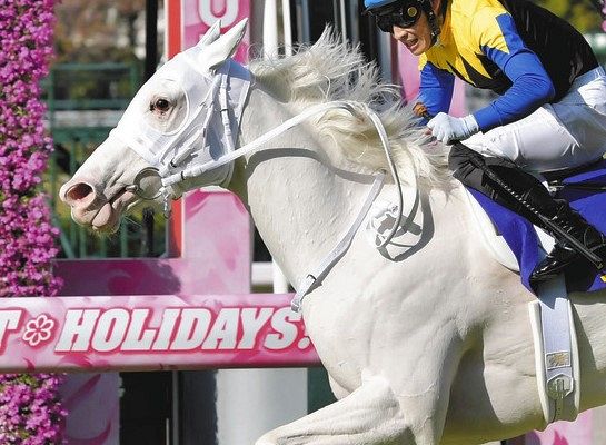 チャンピオンズC】二刀流の初挑戦は失敗…2番人気ソダシは