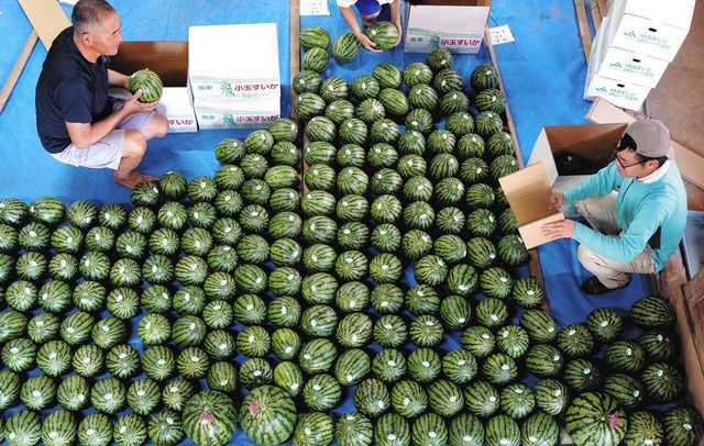 特産の「風車スイカ」出荷最盛期 滋賀・高島：中日新聞Web
