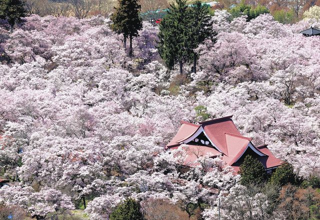 空撮】天下第一の桜満開 長野・高遠城址公園：中日新聞Web