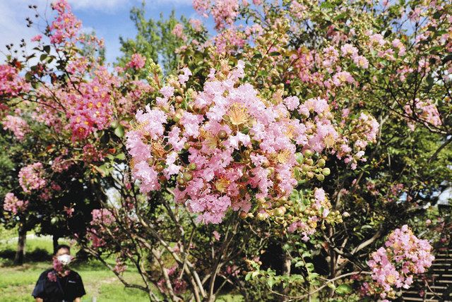 時季遅れのサルスベリ見頃 木曽三川公園 中日新聞web
