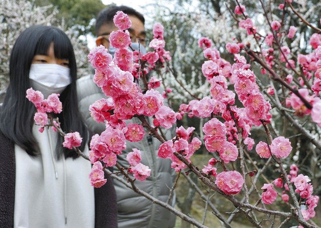 見頃を迎えた梅の花＝岡崎市岩津町の岩津天満宮で 