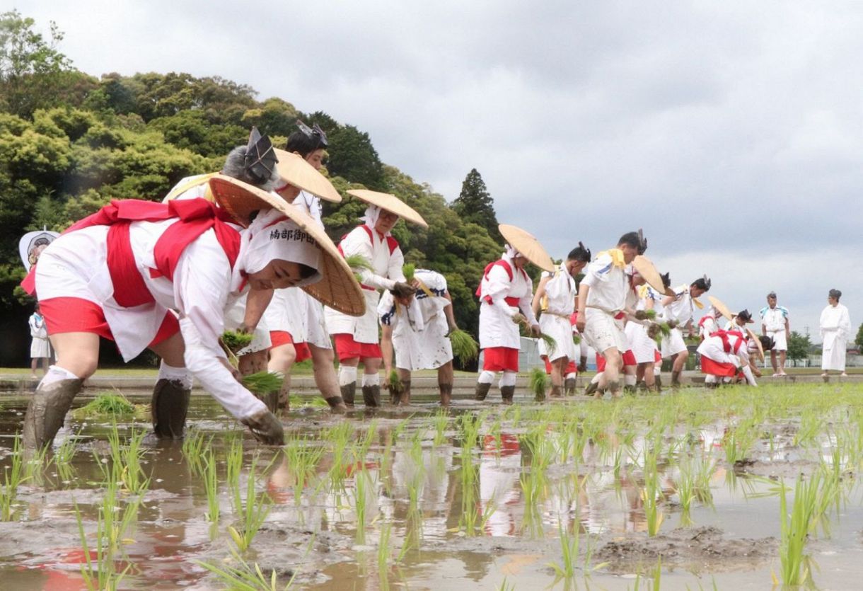 Rice planting event in the rice paddies of Ise Jingu Shrine.：中日新聞Web