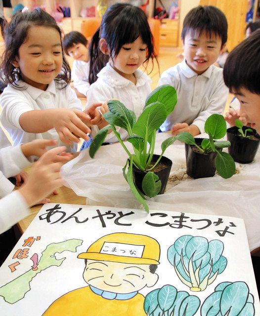 小松菜の生産 紙芝居で学ぶ 金沢 すずらん保育園園児 北陸中日新聞web