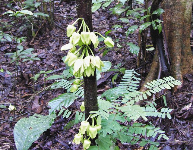 この木なんの木 レオ様の木 熱帯雨林保全たたえ樹木名に 中日新聞web