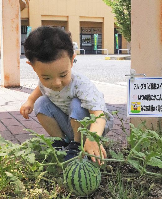 駐車場の地面から生えるスイカ＝大垣市鶴見の「アル・プラザ鶴見」で 