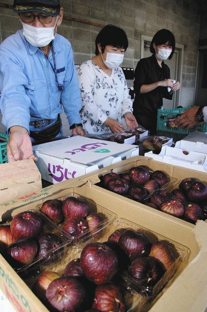 収穫少なかったけど甘いよ 小牧でイチジク出荷ピーク 中日新聞web