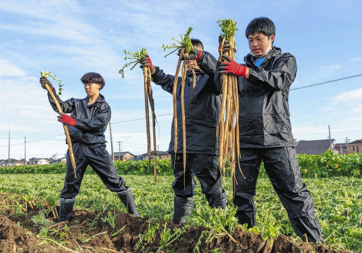 長～い守口大根、力いっぱい引っこ抜く 扶桑の誠信高生が収穫お手伝い：中日新聞Web