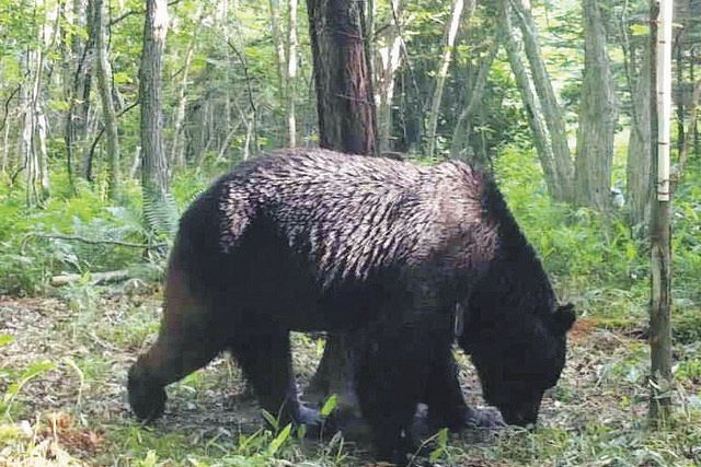 【写真】6月に北海道標茶町で撮影されたヒグマ「OSO18」：中日スポーツ・東京中日スポーツ