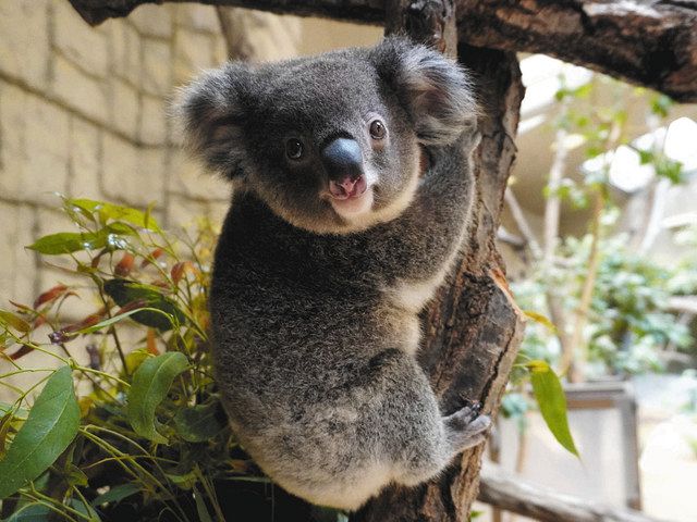 コアラの赤ちゃん愛称決めて 東山動植物園 ２頭の来園者投票開始 中日新聞web