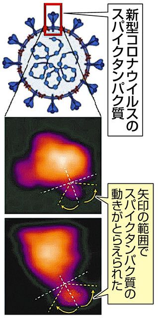 細胞侵入 世界初の可視化 金沢大 ワクチン 創薬 期待 北陸中日新聞web