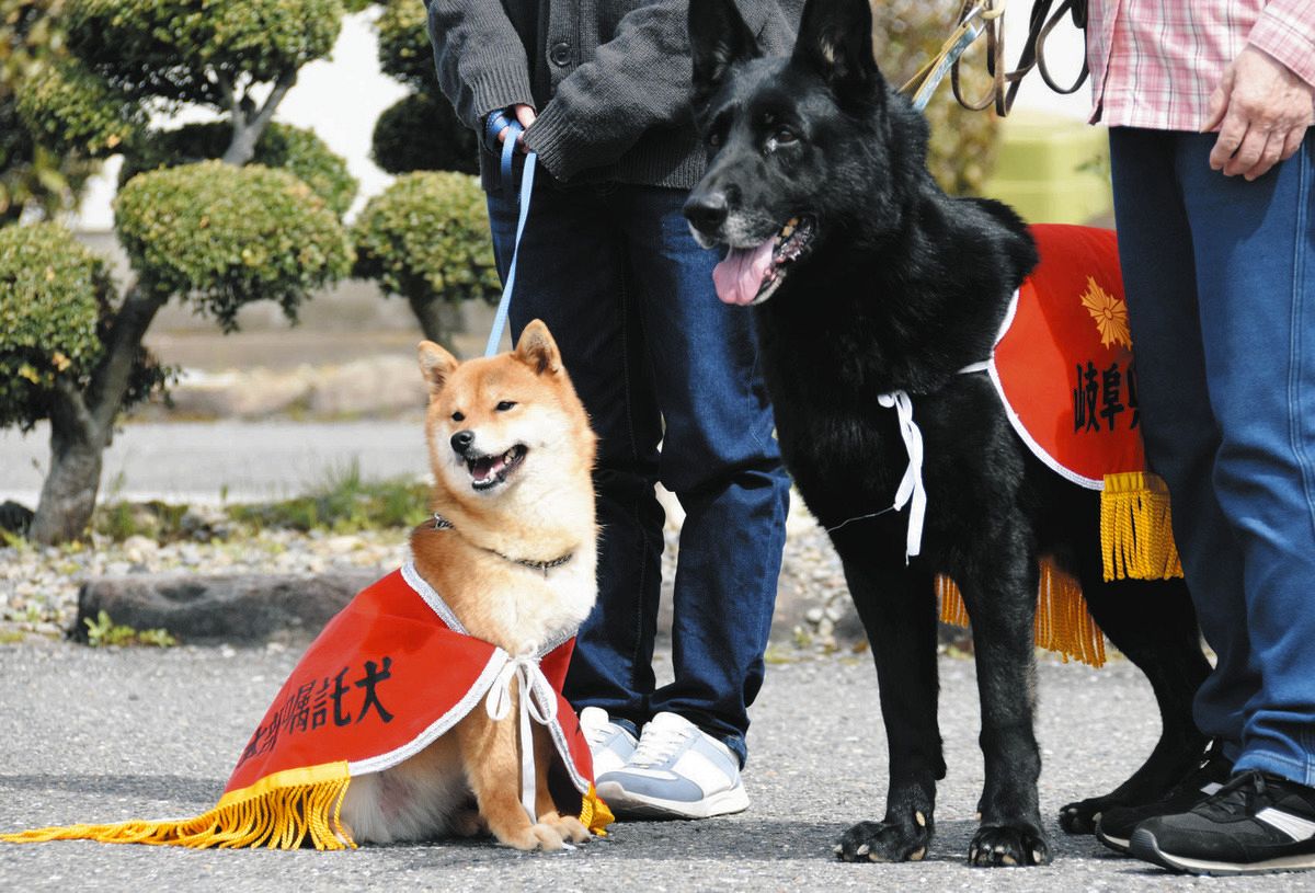 柴犬が岐阜県初の警察犬に！