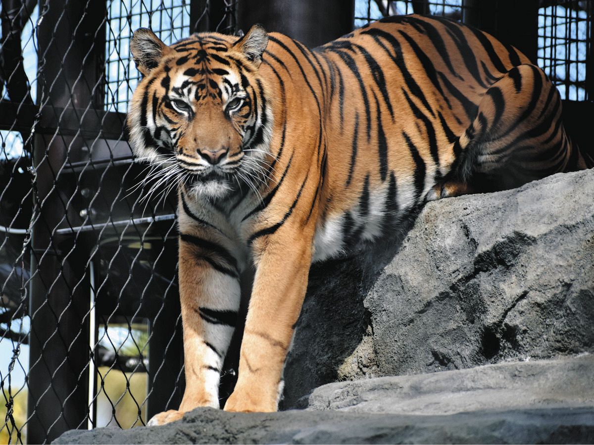 スマトラトラの雌「ダマイ」さようなら 東山動植物園、12月8日まで献花