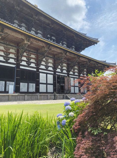 福井のアジサイ、境内彩る 奈良・東大寺に献花：中日新聞Web