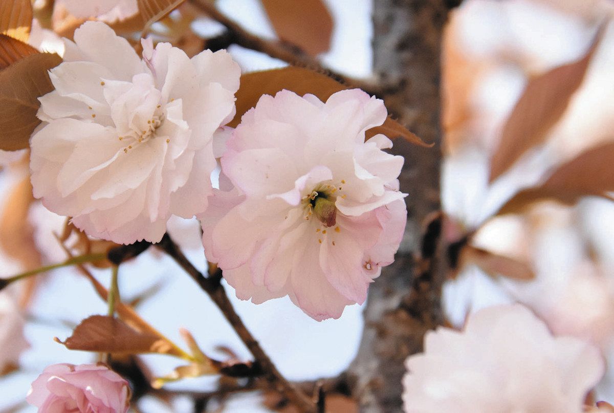 二段咲きを見つけてみよう 大野の揖斐二度ザクラ公園：中日新聞Web