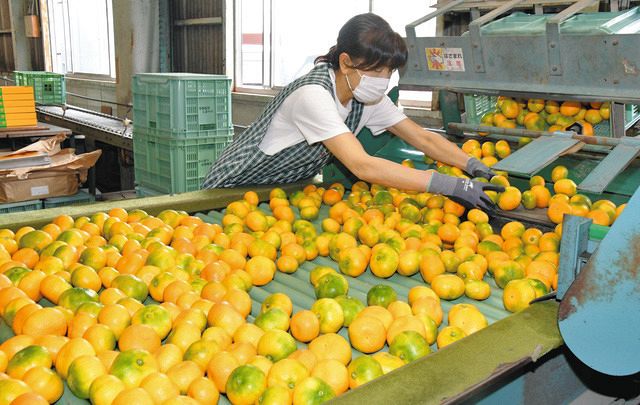 暑い夏こそ さわやかみかん 美浜のJAあいち知多 「さわみっこ」出荷