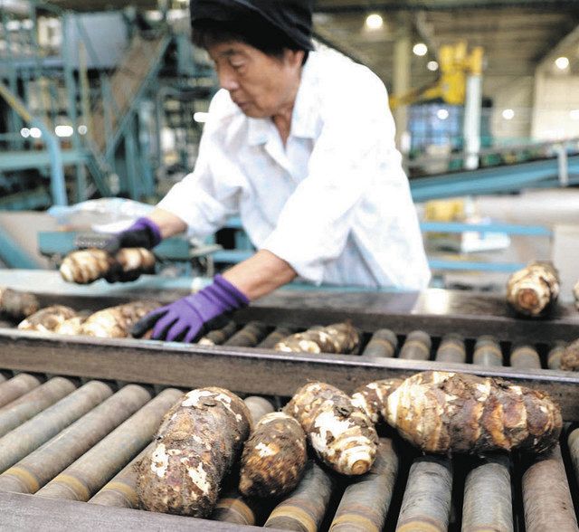 静岡・磐田市特産の海老芋 全国へ出荷：中日新聞しずおかWeb