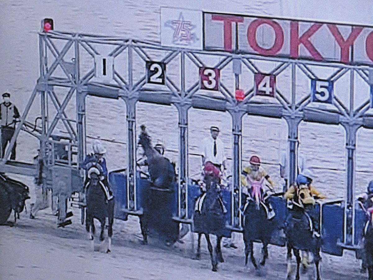 大井競馬】第6Rゲート内でオールエクシードが後ろに倒れ身動きが