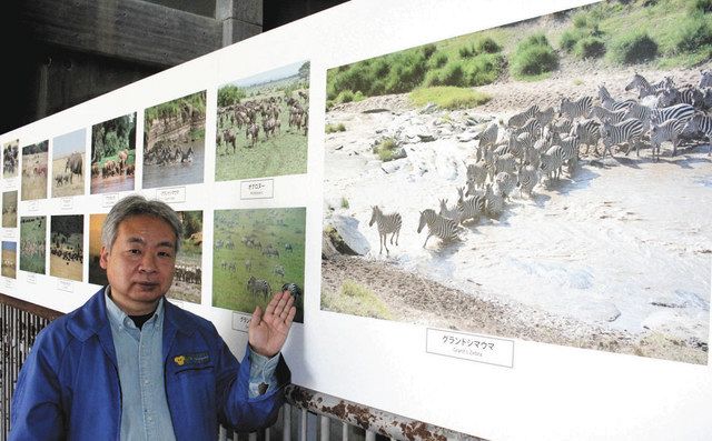 ゾウの故郷に思いはせて 東山動植物園でサバンナの動物写真展 中日新聞web