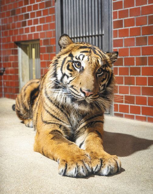 人気者になれるかな 東山動植物園に仙台から雄トラ アオ 中日新聞web